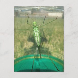 Buggy 1 - opgeleide brainfart briefkaart