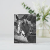 Buggy Horse bij Hitching Post Briefkaart (Staand voorkant)