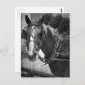 Buggy Horse bij Hitching Post Briefkaart (Voorkant / Achterkant)