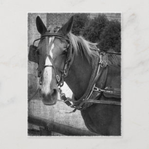 Buggy Horse bij Hitching Post Briefkaart