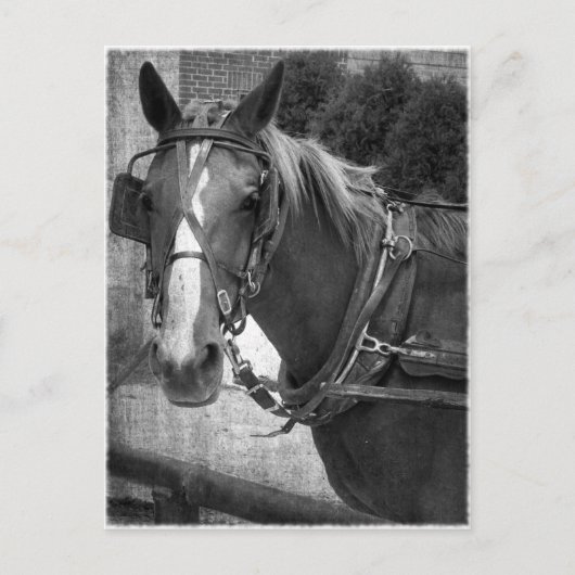 Buggy Horse bij Hitching Post Briefkaart (Voorkant)