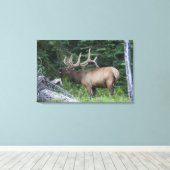 Bugling elk in Banff National Park, Canada. Canvas Afdruk (Insitu (Houten vloer))