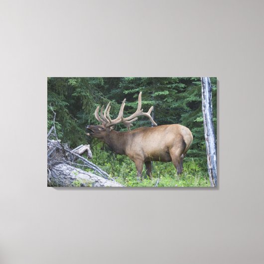 Bugling elk in Banff National Park, Canada. Canvas Afdruk (Voorkant)