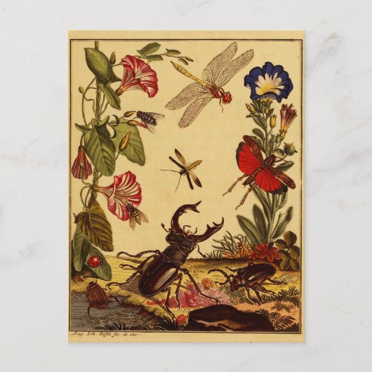 Bugs 1764 briefkaart (Voorkant)