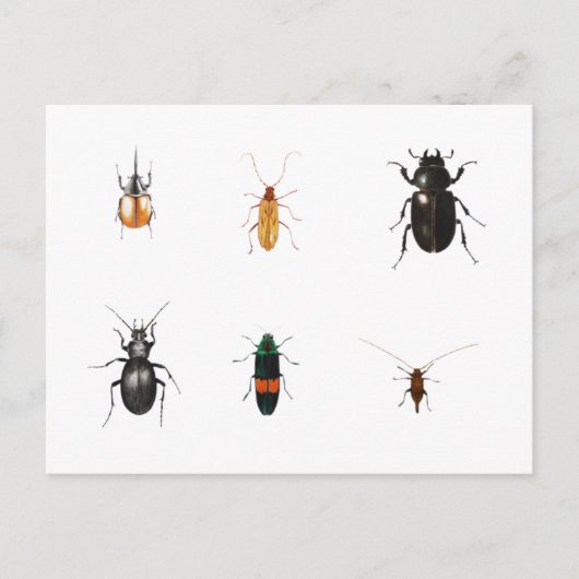 Bugs 2011 briefkaart (Voorkant)