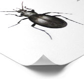 Bugs 2011 poster (Hoek)