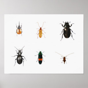 Bugs 2011 poster