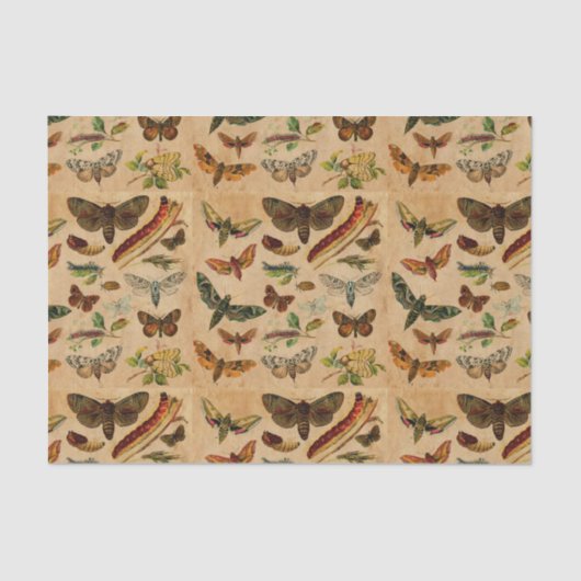 Bugs & Butterflies - verfijnd papierpatroon Tissuepapier (Voorkant)