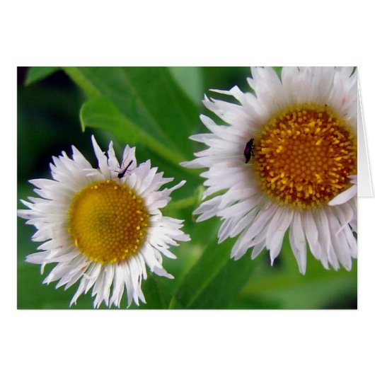 Bugs et fleurs blanches (Devant horizontal)