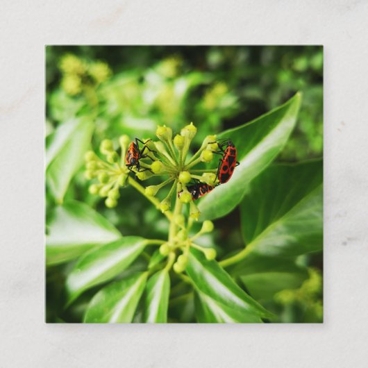bugs op groene kaart (Voorkant)