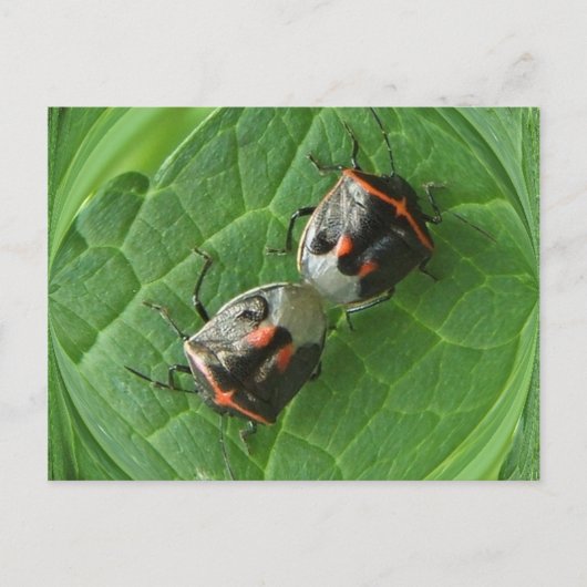 Bugs Spotk ~ carte postale (Devant)