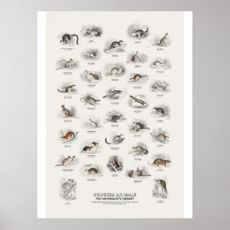 Buideldieren - Naturalist's Library Poster
