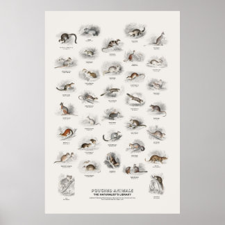 Buideldieren - Naturalist's Library Poster