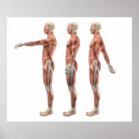 Buigmachine, uitbreiding en hyperextensie poster (Voorkant)