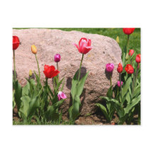 Buigtulpen