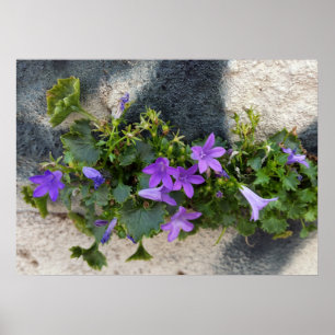 buiten de muurbloem poster