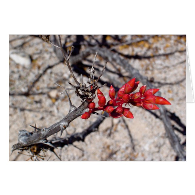 Buizen (Voorkant Horizontaal)