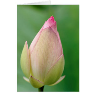 Bulbe de nénuphar non ouvert, botanique de Durban