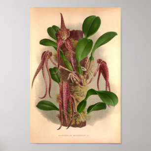 Bulbophyllum Grandiflorum wijngaarden Poster