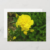 Bulgaarse gele rozen briefkaart (Voorkant / Achterkant)
