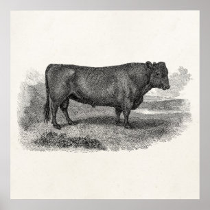Bull 1800s de Bull de Bull van de Illustrator van Poster