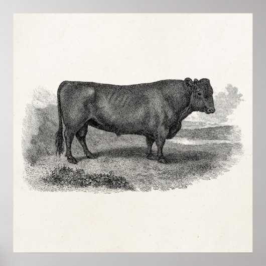  Bull 1800s de Bull de Bull van de Illustrator van Poster (Voorkant)