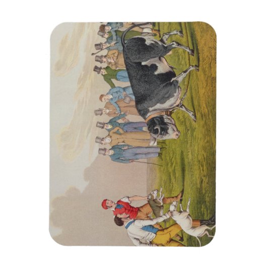 'Bull Baiting', gepromoveerd door Thomas McLean, 1 Magneet (Verticaal)