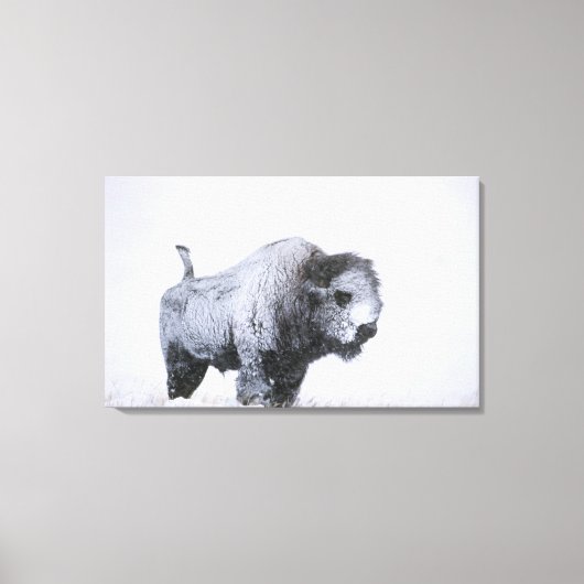Bull Bison (Bison bison) gebakken met sneeuw in ee Canvas Afdruk (Voorkant)
