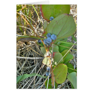 Bull Briar (Smilax rotundifolia) & Berries Vine