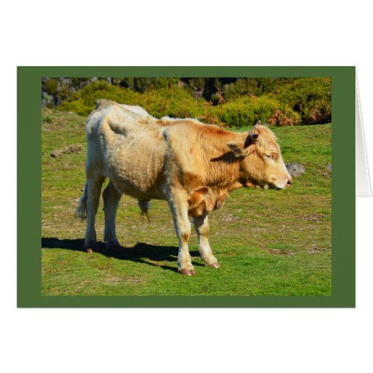 Bull dans la carte animale de Madère (Devant horizontal)