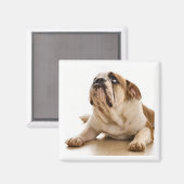 Bull Dog Magnet (Recto/Verso)