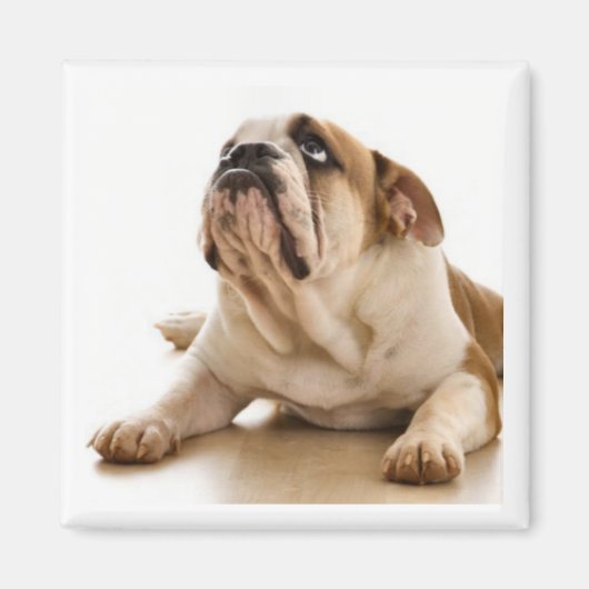 Bull Dog Magnet (Devant)