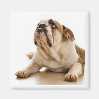 Bull Dog Magnet Magneet