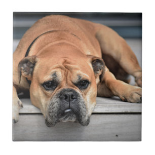 Bull Dog Tegeltje