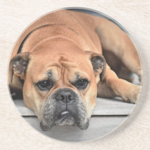 Bull Dog Zandsteen Onderzetter