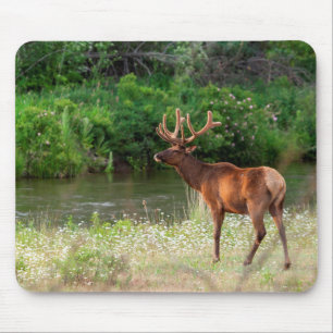 Bull-eland in het National Bison Range, Montana 2 Muismat