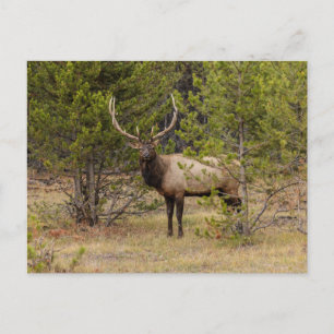 Bull eland In Yellowstone National Park Briefkaart