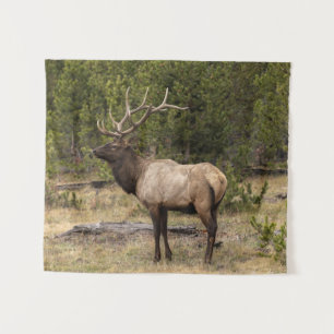 Bull eland Yellowstone National Park, Wyoming Wandkleed