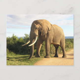 Bull Elephant Briefkaart