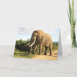 Bull Elephant Wenskaart Kaart