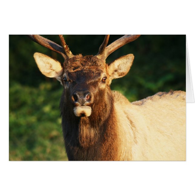 Bull Elk (Voorkant Horizontaal)