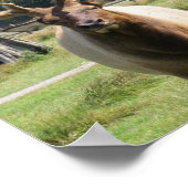 Bull Elk avec d'énormes bois sur affiche 8"x10" (Coin)