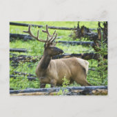 Bull Elk Briefkaart (Voorkant)