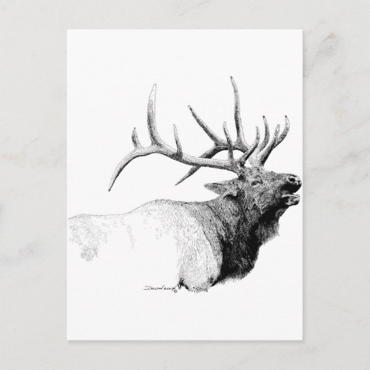 Bull Elk Briefkaart (Voorkant)