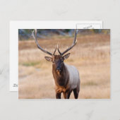 Bull Elk Briefkaart (Voorkant / Achterkant)