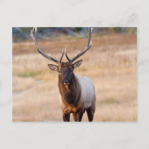 Bull Elk Briefkaart