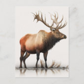 Bull Elk Briefkaart (Voorkant)