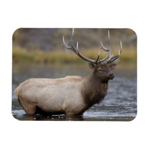 Bull Elk Crossing   Nationaal Park Yellowstone Magneet