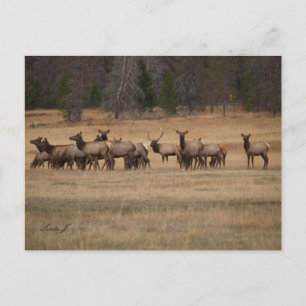 Bull Elk en zijn Harem in de Wilde Briefkaart