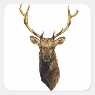 Bull Elk Head Animal natuur wildlife art Vierkante Sticker